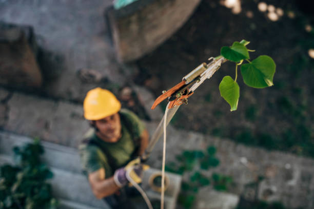 Pittsburgh, PA Tree Removal Company