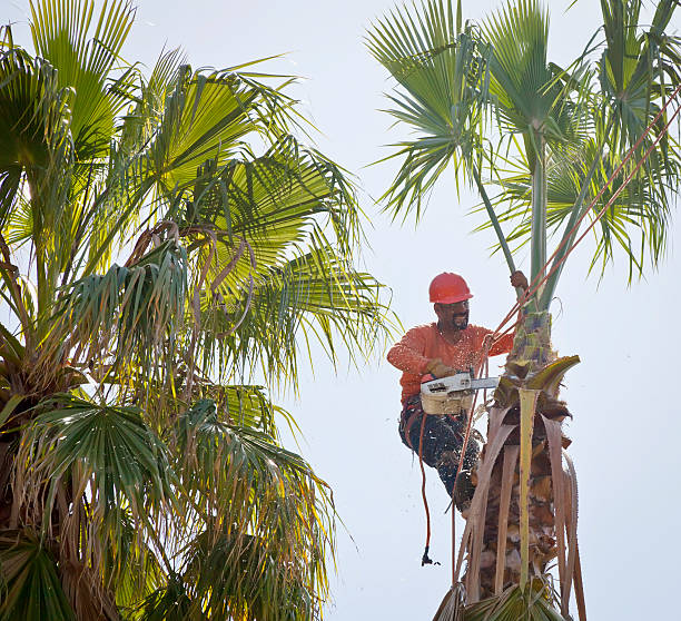 How Our Tree Care Process Works  in  Pittsburgh, PA